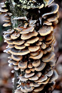 Tinder fungus forest nature