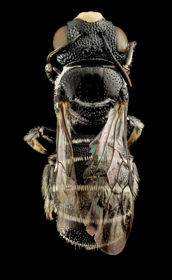 Ceratina moerenhouti, back, kenya 2014-08-28-17.36.13 ZS PMax