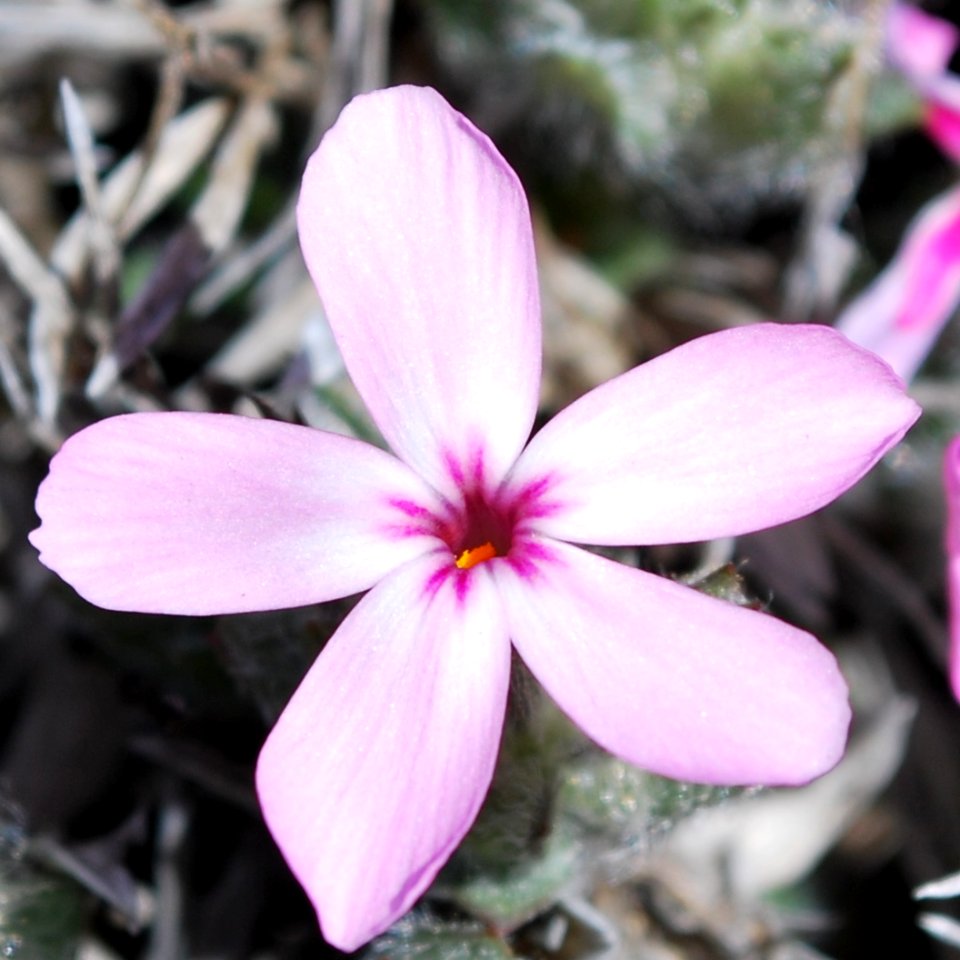 The Yreka Phlox
