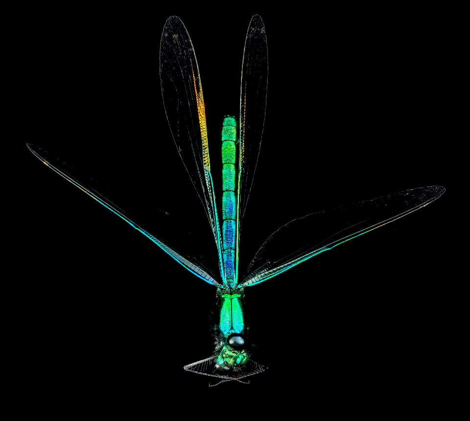 Ebony Jewelwing Damselfly, U, Body 1, PG County, Maryland 2013-06-12-15.53.09 ZS PMax