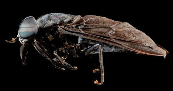 Horse fly, U, Side, MD 2013-08-21-16.22.32 ZS PMax photo
