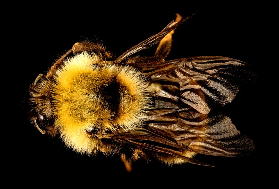 Bombus affinis, m, racine wi, LW Macior 1964 back 2017-02-03-08.44