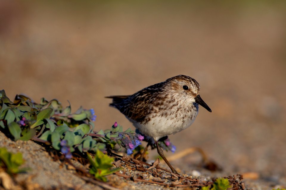 Semipalmated sandpiper on beach