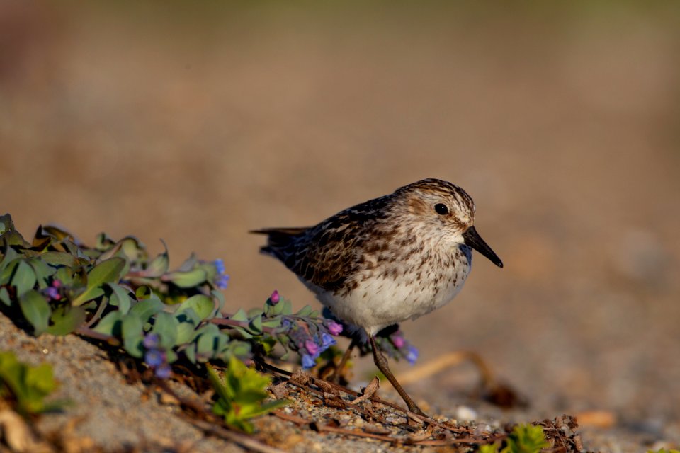 Semipalmated sandpiper on beach photo