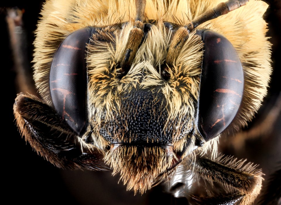 Svastra atripes, Female,Face,Brevard County, FL 2013-11-14-10.15.25 ZS PMax