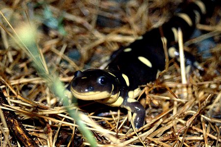 California Tiger Salamander photo