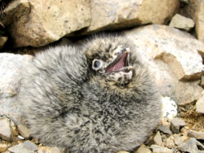 Kittlitz's Murrelet Chick