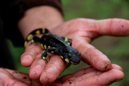 California tiger salamander