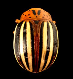Leptinotarsa juncta, back, pg county, md 2016-06-17-10.56