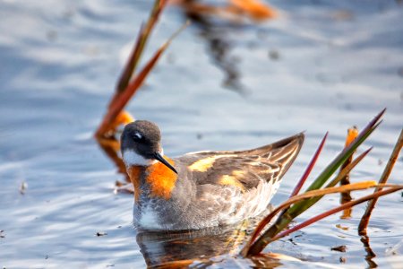 Red necked phalarope - Arctic Bird Fest 2019