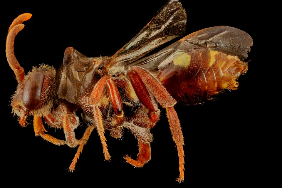 nomada bethunei, f, side, md, kent county 2014-06-09-18.33.51 ZS PMax