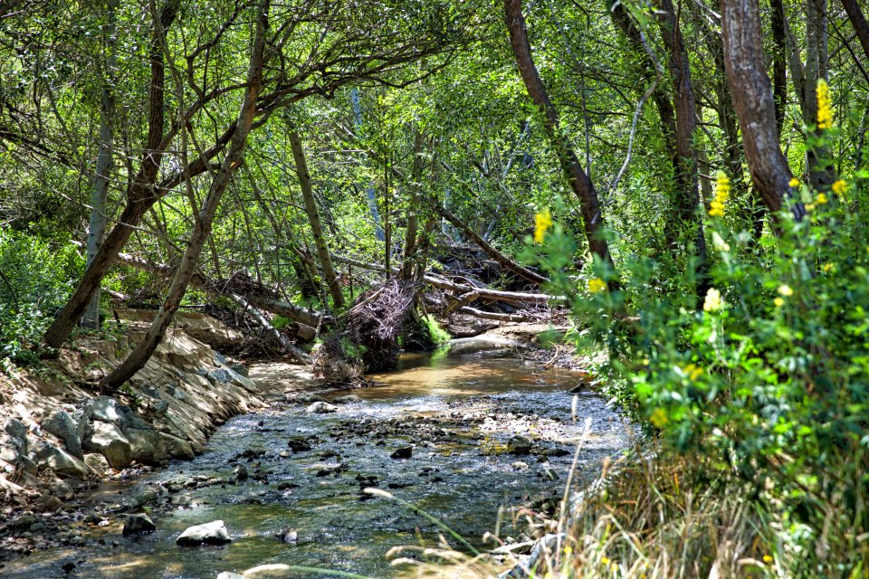 Butano Creek  2017-07-06
