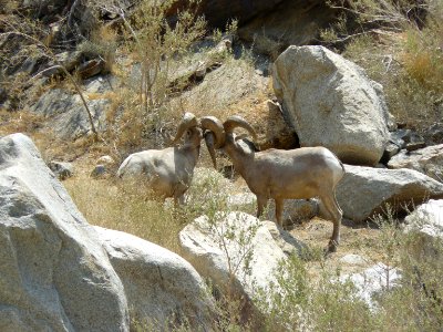 Two rams square off