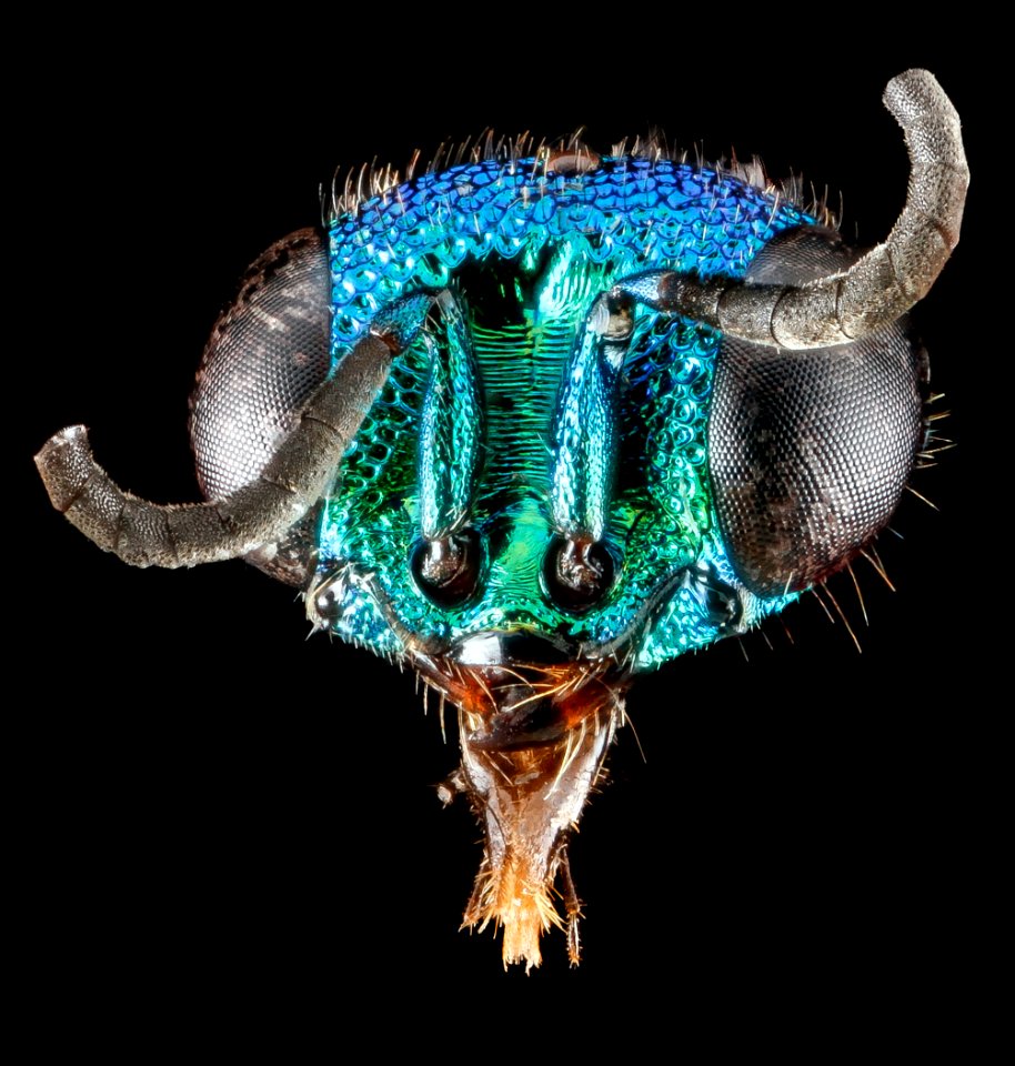 chrysidid wasp, unknown, face 2012-06-15-17.01.58 ZS PMax