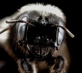 Washed Megachile, f, face, chile 2014-08-06-10.34.14 ZS PMax