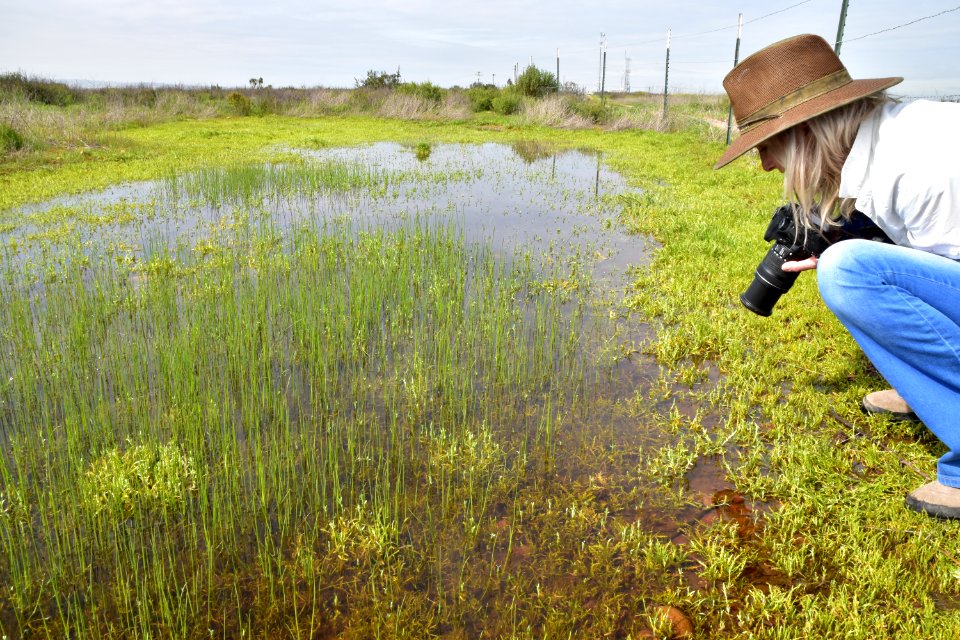 Vernal pool site in Otay Mesa, California