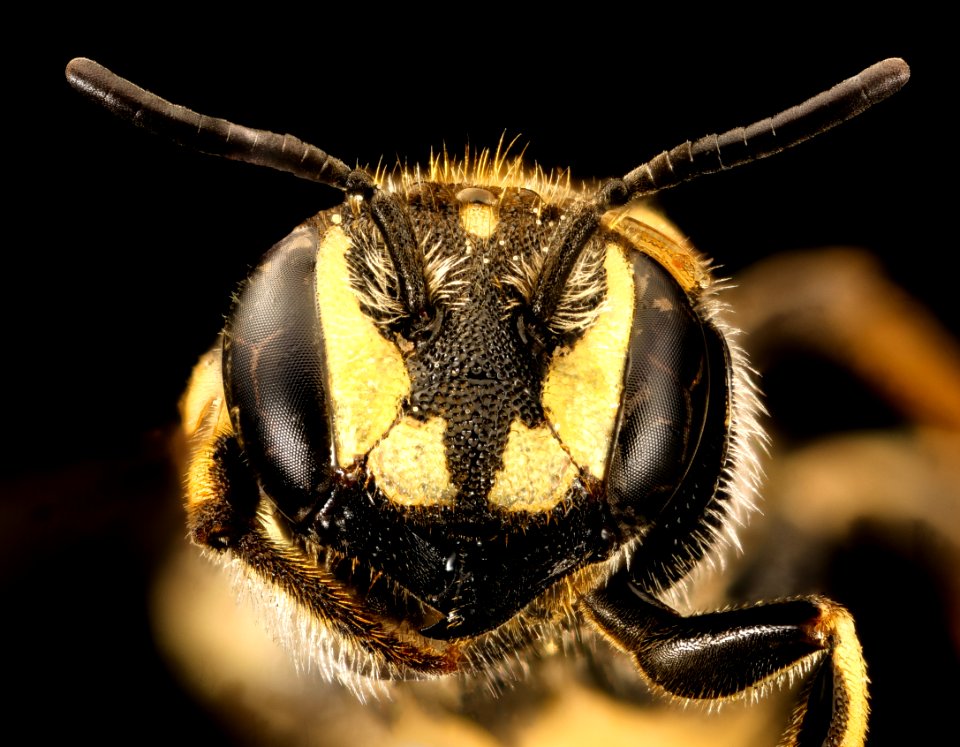 Dianthidium parkeri, face, Cochise Co., AZ 2016-09-20-11.13