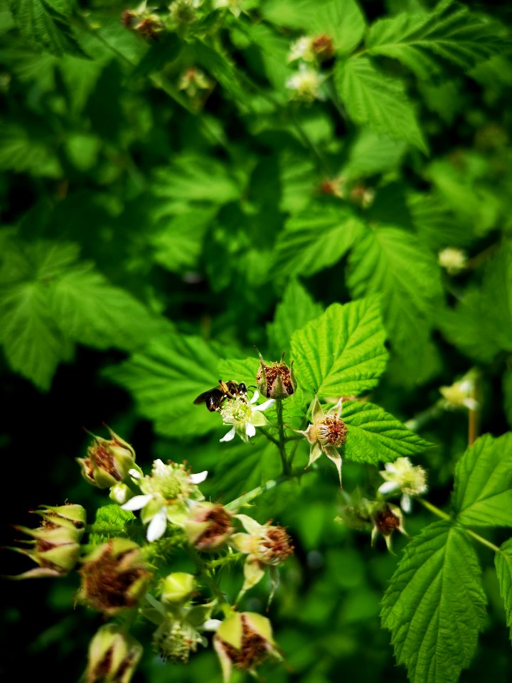 Bee with black raspberry flowers (Rubus occidentalis). The flowers attract many species of native bee, but many were too small and fast for me to photograph