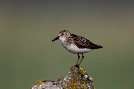 Semipalmated sandpiper on log