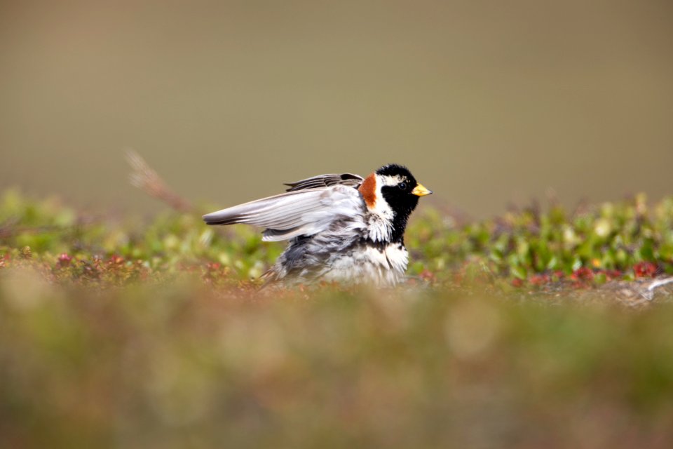 Lapland longspur flap - Free photos on creazilla.com