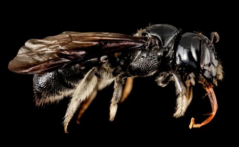 Ceratina species, side, puntarenas, costa rica 2015-04-20-12.28.59 ZS PMax photo