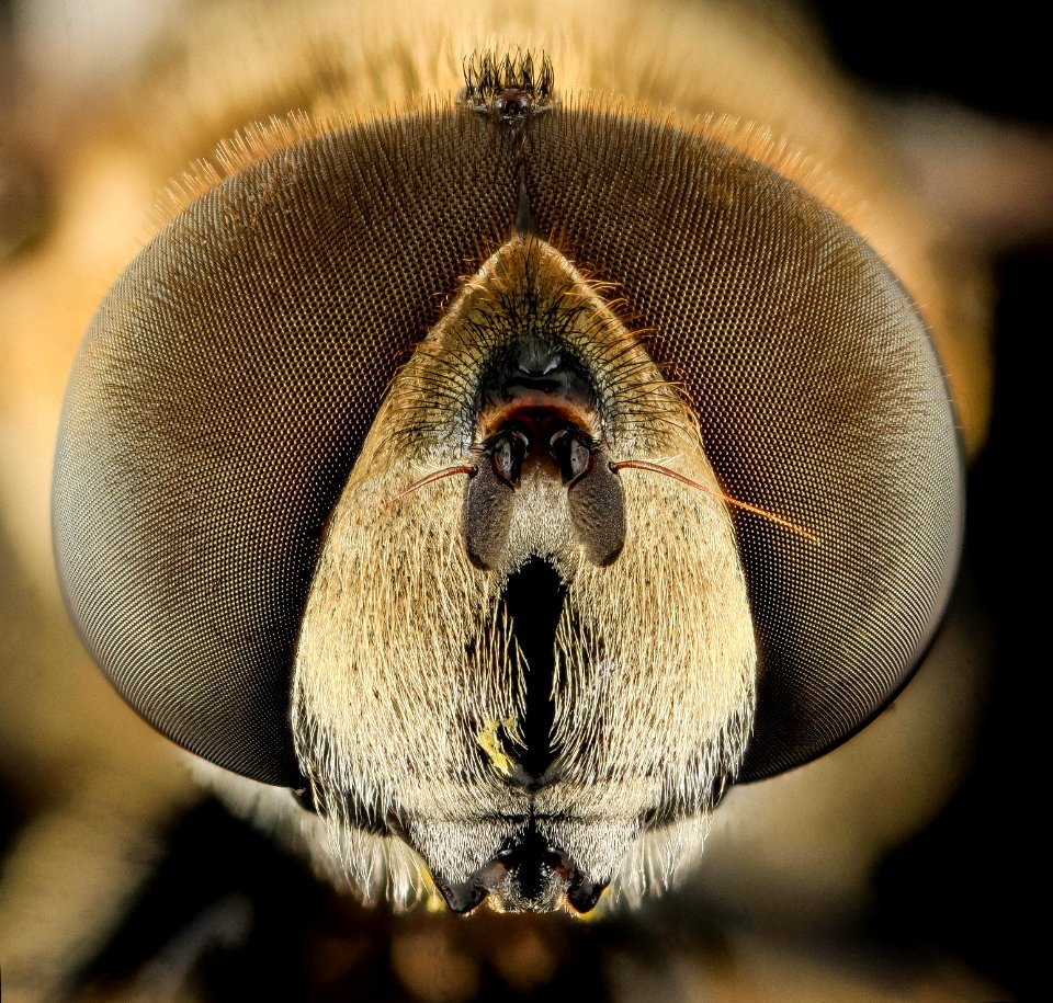 Syrphid Fly2, Face, MD, Beltsville 2013-09-28-18.36.26 ZS PMax