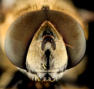Syrphid Fly2, Face, MD, Beltsville 2013-09-28-18.36.26 ZS PMax