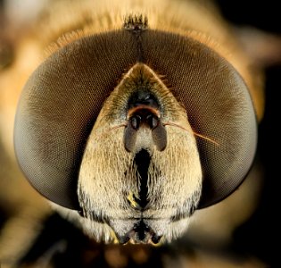 Syrphid Fly2, Face, MD, Beltsville 2013-09-28-18.36.26 ZS PMax photo