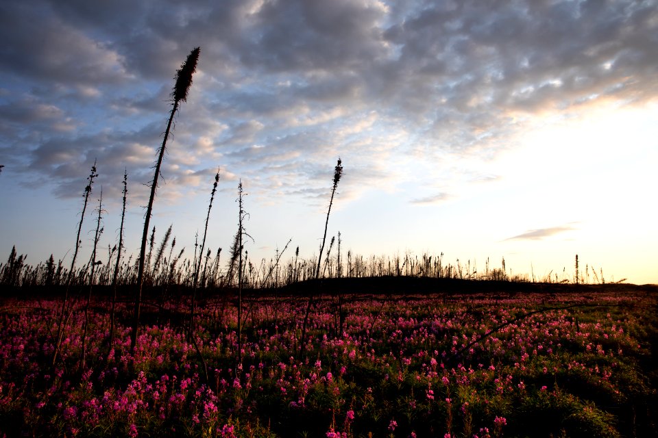 Kenai Fireweed in August
