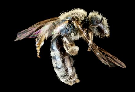 Lasioglossum pavonotum, F, Side, CA, Humboldt County 2015-01-27-17.51.56 ZS PMax