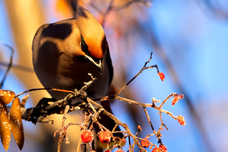 Bohemian waxwing photo