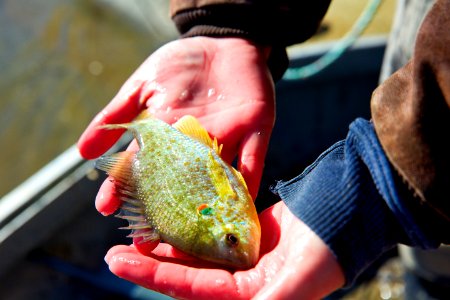 Redear Sunfish