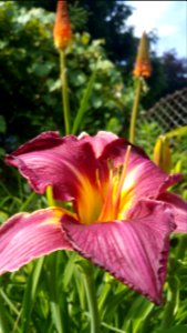 day lily and red hot poker