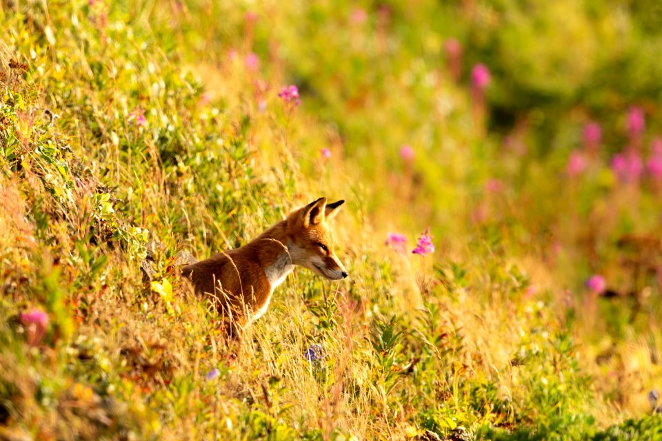 Red fox at Izembek Lagoon