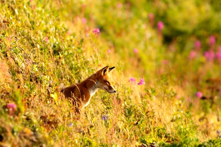 Red fox at Izembek Lagoon