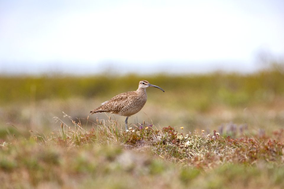 Whimbrel photo