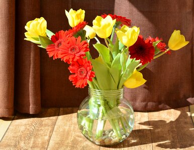 Gerbera tulips yellow flowers photo