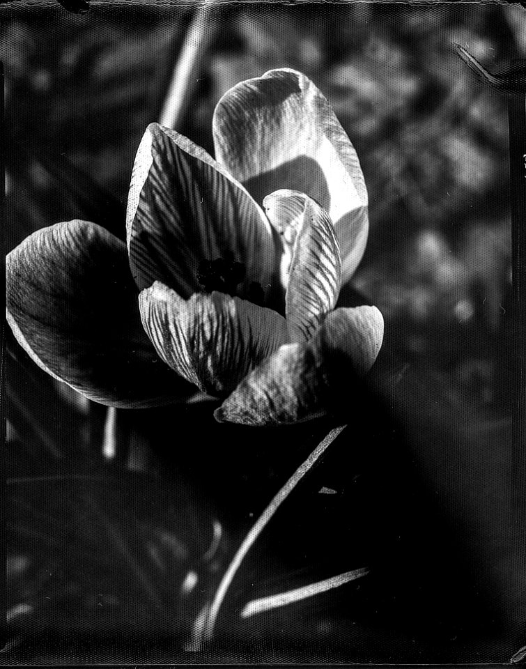 Crocus