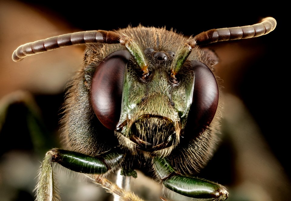 Melanempis scoliiformis,f, madagascar, face 2014-10-11-18.30.14 ZS PMax