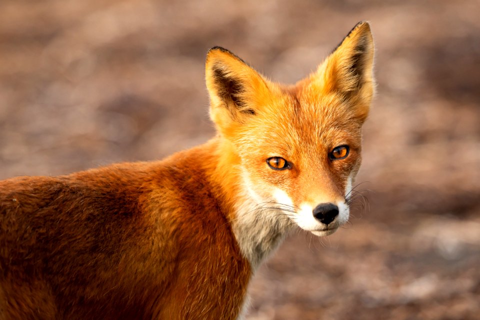 Red fox at Izembek Lagoon
