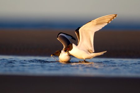 Sabine's gulls