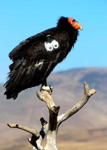 California condor #568. photo