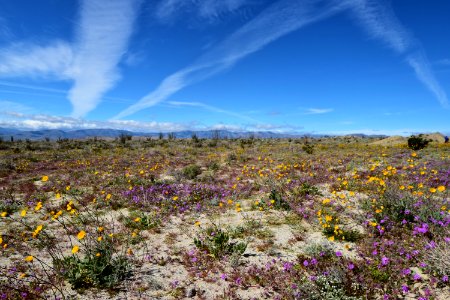 2019 wildflower bloom at Anza Borrego State Park, California