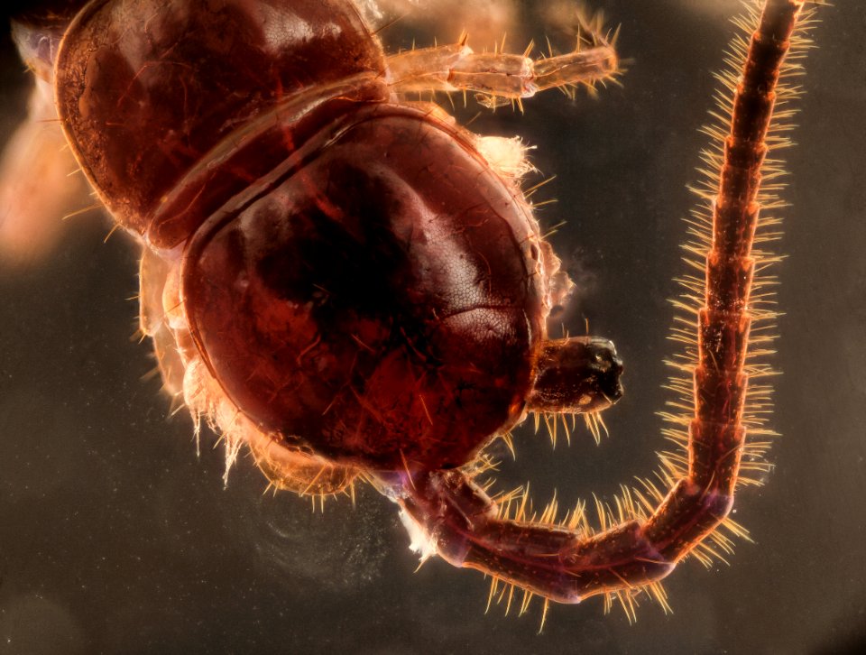 centepede 2015-04-16-09.57.17 ZS PMax