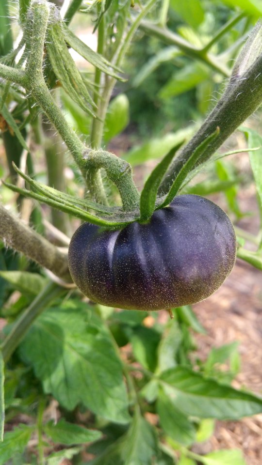 Tomato 'Black Beauty' seems to be performing better than 'Chocolate Chestnut' so far. Both have thick stems.