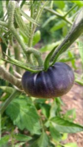 Tomato 'Black Beauty' seems to be performing better than 'Chocolate Chestnut' so far. Both have thick stems.