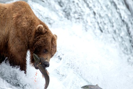 Bear bites salmon photo