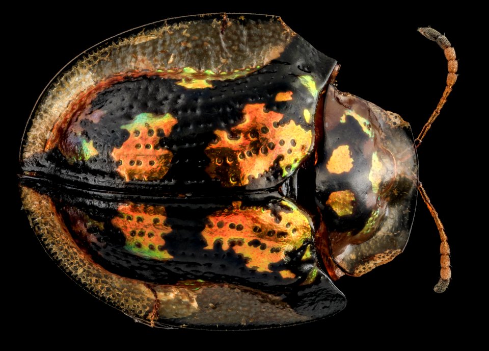 Beetle 3, U, Back, MD, Wicomico County 2013-09-13-14.15.07 ZS PMax