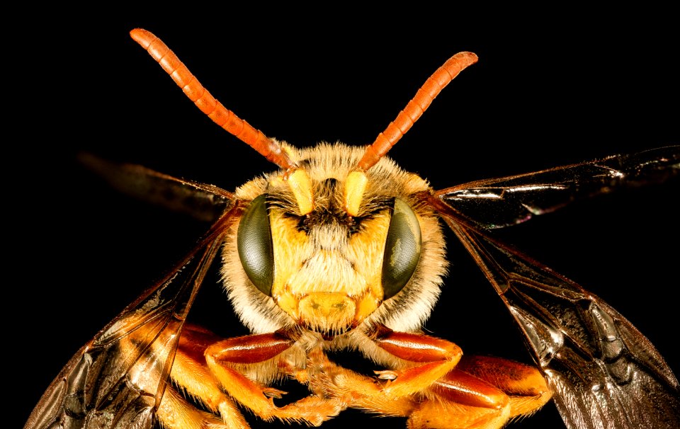 Nomada superba, m, face, Minnesota 2016-04-16-02.43