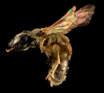 Lasioglossum knereri, F, Side, WA, San Juan County 2014-05-09-19.16.28 ZS PMax